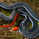 The blue coral snake. (Image: Tom Charlton)